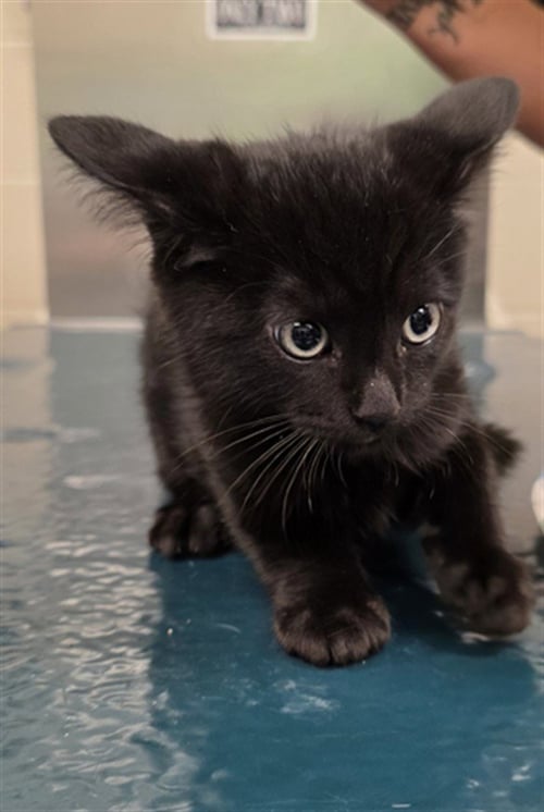 NYLA - Domestic Medium Hair available for adoption