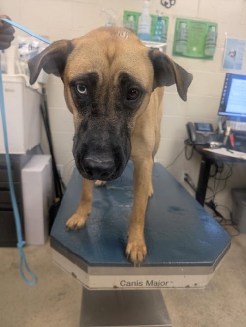 CANELA - Black Mouth Cur / German Shepherd Dog available for adoption