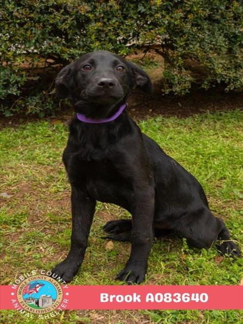 BROOK - Labrador Retriever available for adoption