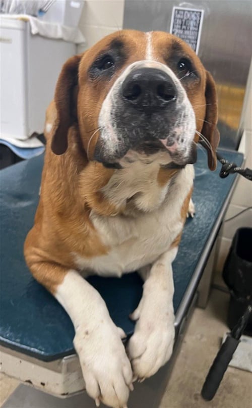 BUSTER - Saint Bernard available for adoption