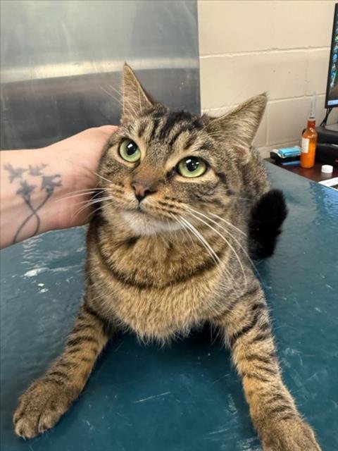 FRANKIE - Domestic Short Hair available for adoption