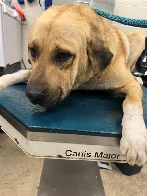 BIG BOY - Anatolian Shepherd / Great Pyrenees available for adoption