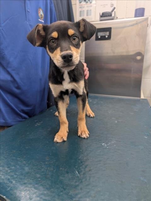 DINGO - Labrador Retriever available for adoption