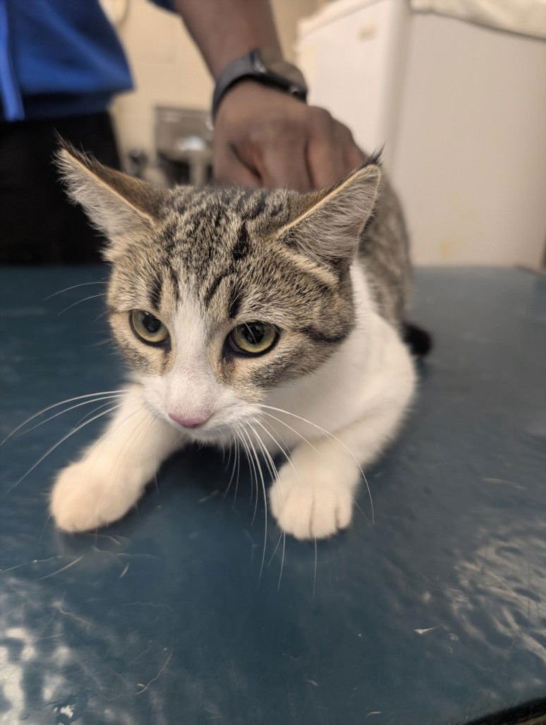 KIWI - Domestic Short Hair available for adoption