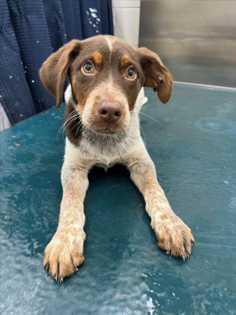 COBALT - German Shorthaired Pointer available for adoption