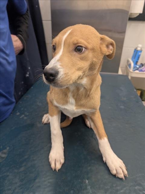 DANNY - Labrador Retriever available for adoption