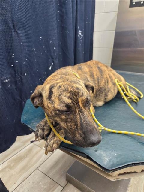 LUCINDA - Hound available for adoption