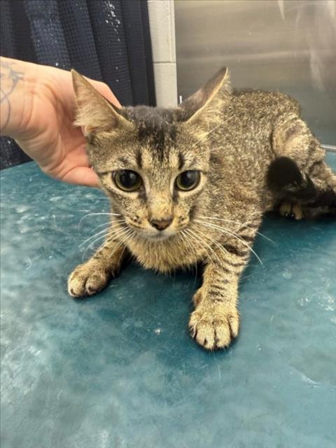 JINGLE BELL - Domestic Short Hair available for adoption