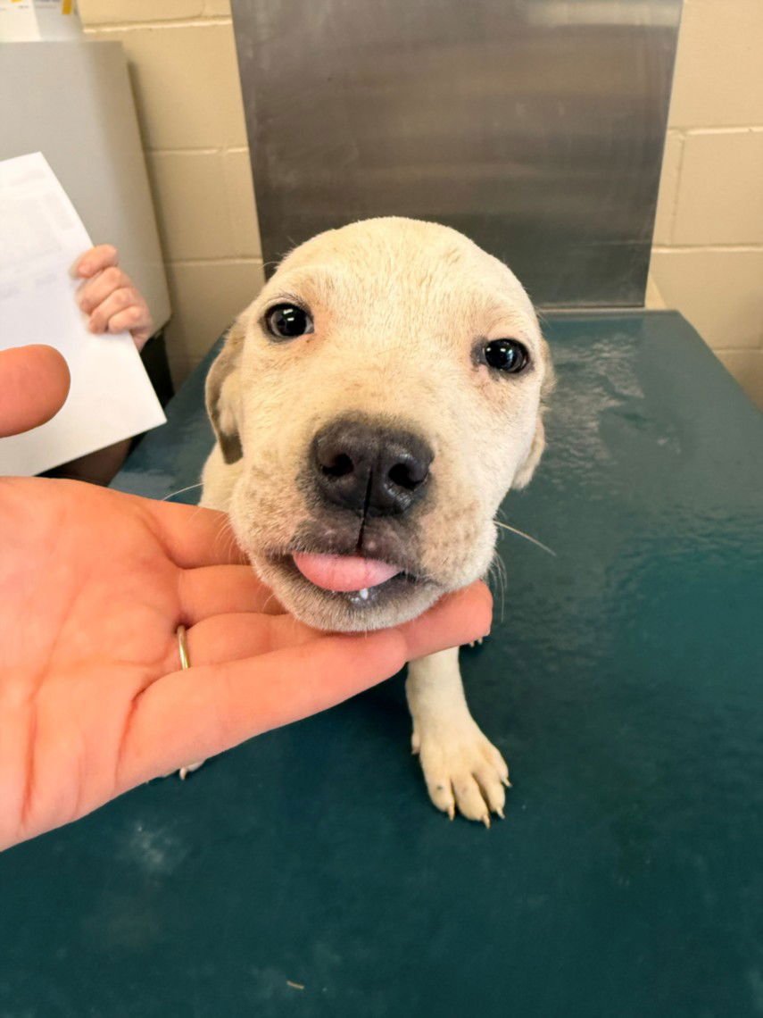 GIGI - English Pointer available for adoption