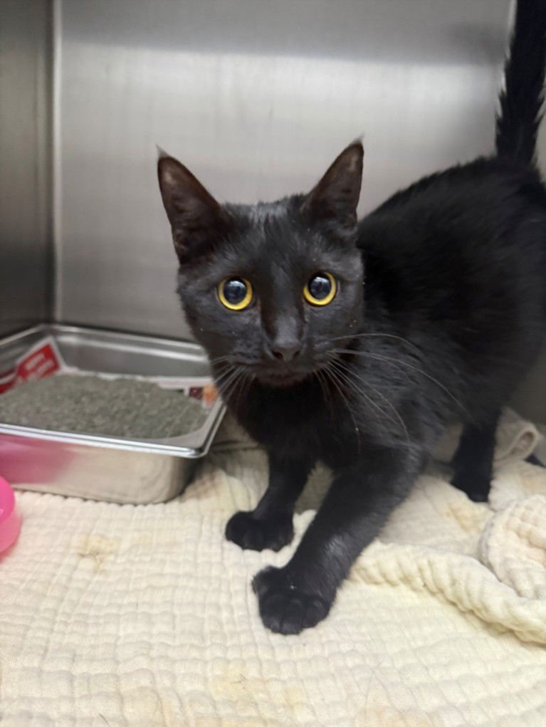 DREWCILLA - Domestic Short Hair available for adoption