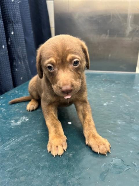 ENZO - Labrador Retriever available for adoption