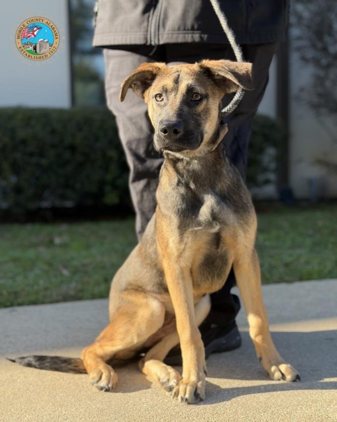 ZINC - German Shepherd Dog available for adoption