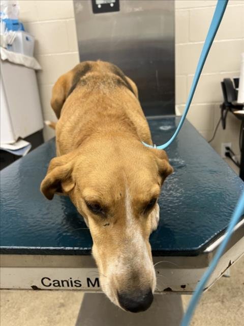 MAPLE - American Foxhound available for adoption