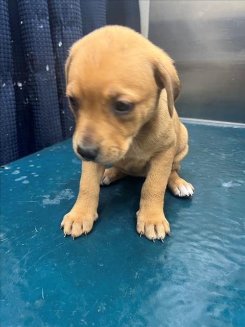 EFFIE - Labrador Retriever available for adoption