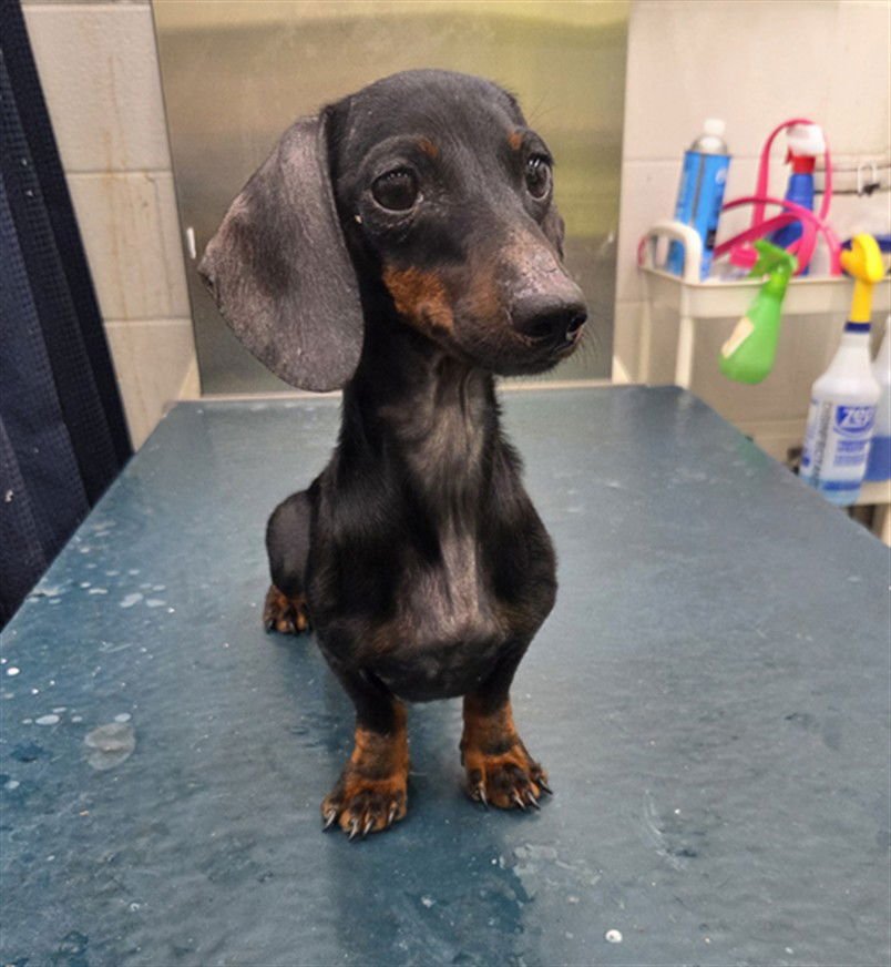 GABBY - Dachshund available for adoption
