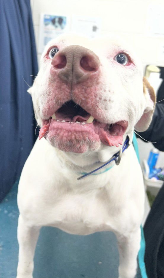 SPACE GHOST - Bulldog available for adoption