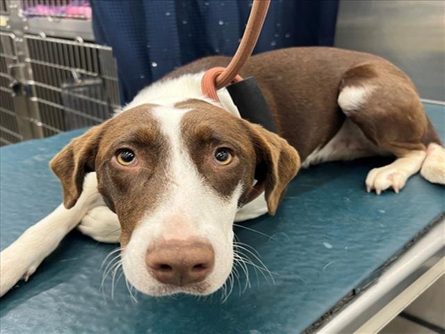 SOFIA - Labrador Retriever available for adoption