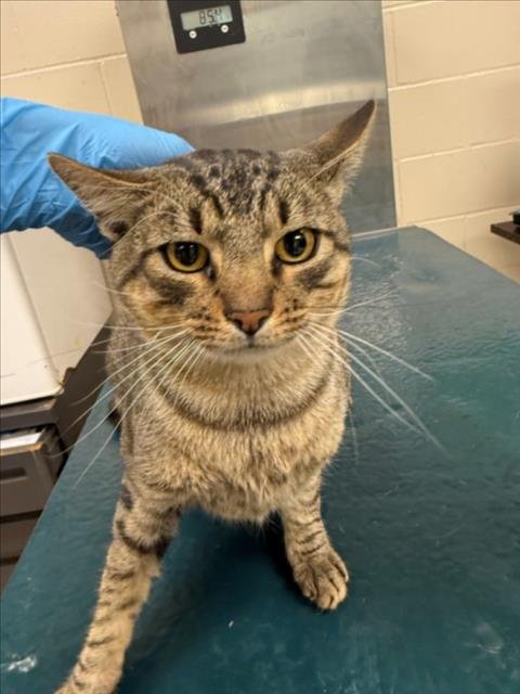 PETER - Domestic Short Hair available for adoption