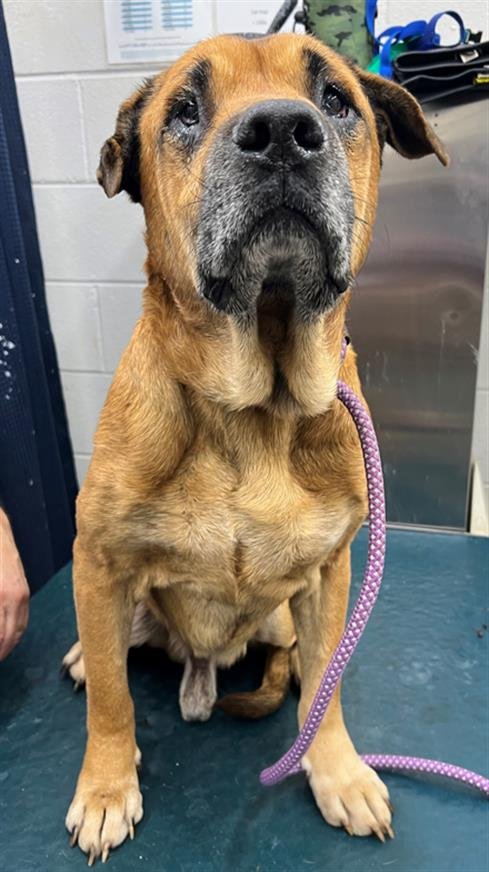 FOREST - Black Mouth Cur available for adoption