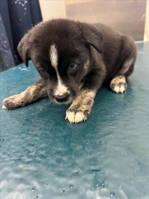 PHOENIX - Husky available for adoption