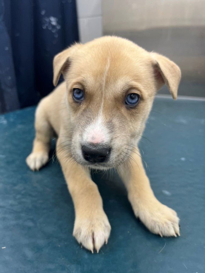 PRESTON - Husky available for adoption