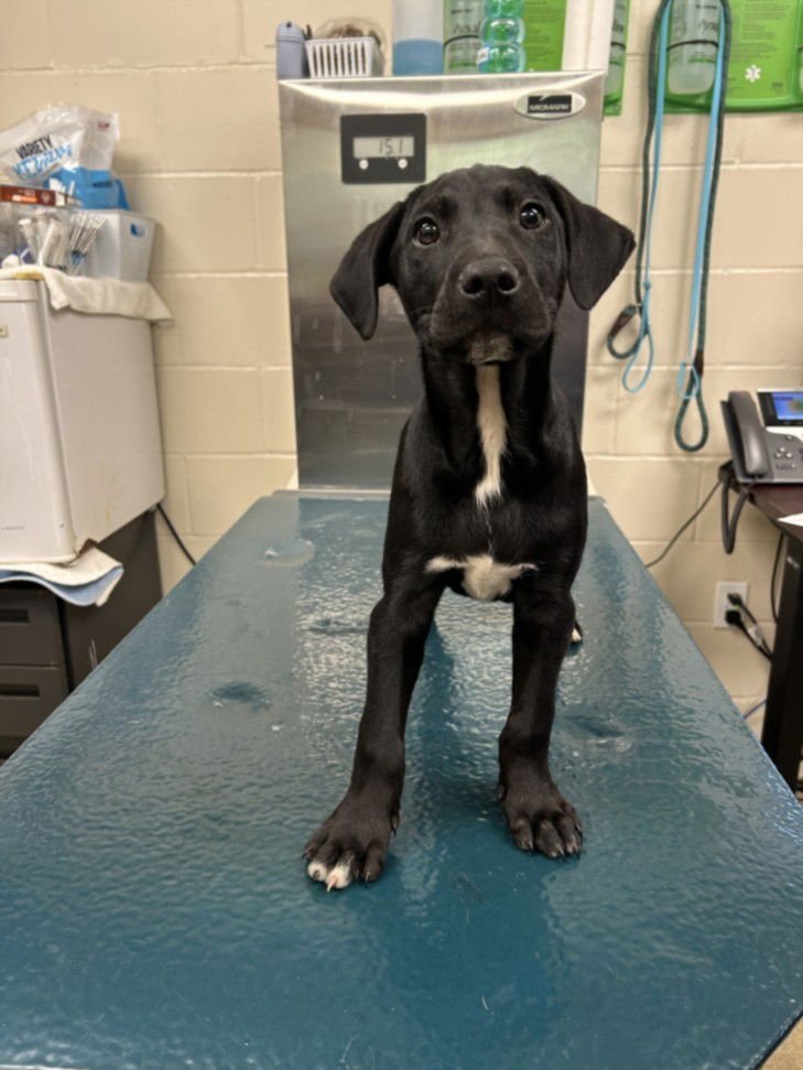 QUINCY - Labrador Retriever available for adoption