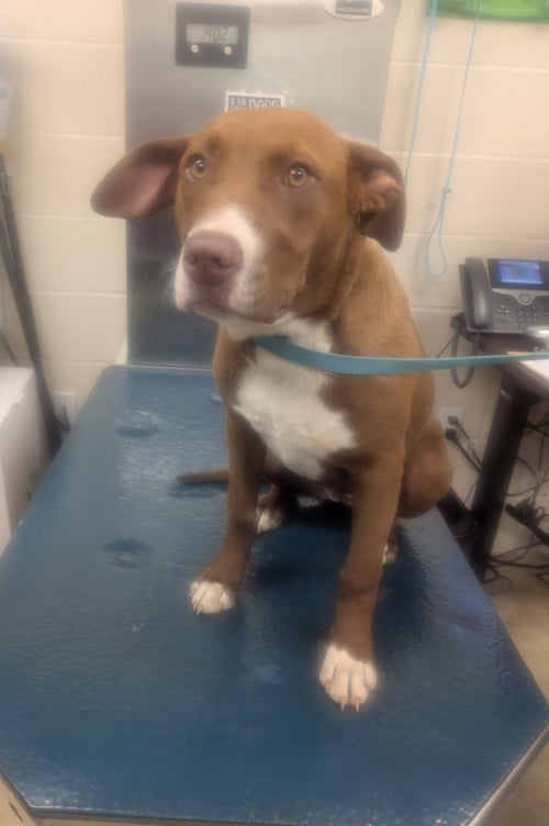 LACY - Bulldog available for adoption