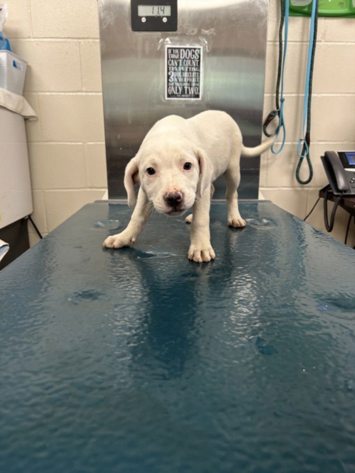 QUEEN - Labrador Retriever available for adoption