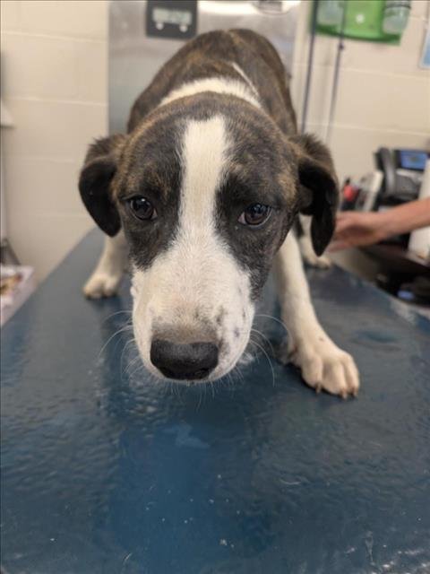 ULANI - Beagle available for adoption