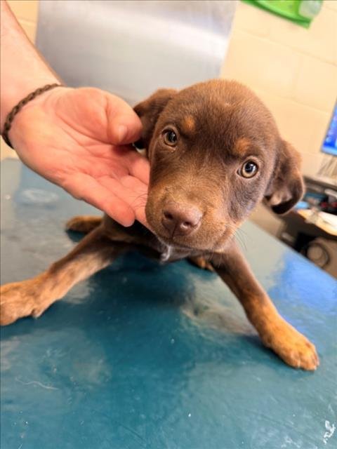 GIANNA - Labrador Retriever available for adoption