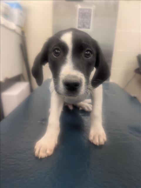 WOLFGANG - German Shorthaired Pointer available for adoption