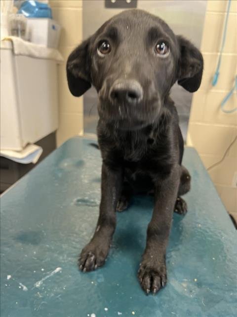 BROOK - Labrador Retriever available for adoption
