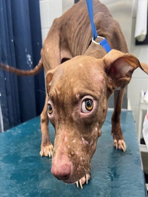 WOBBLY - American Bulldog available for adoption