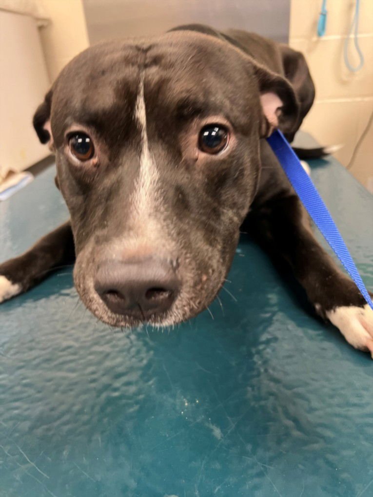 DEAN - Staffordshire Bull Terrier available for adoption