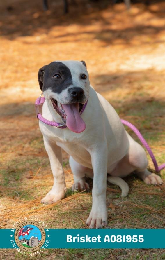 BRISKET - American Bulldog available for adoption