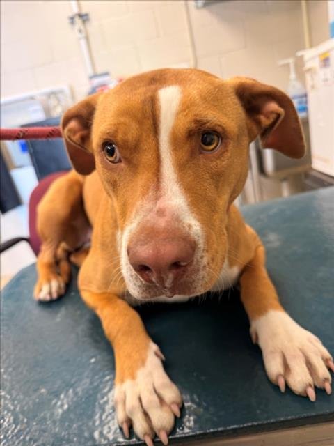 SHASTA - Labrador Retriever available for adoption