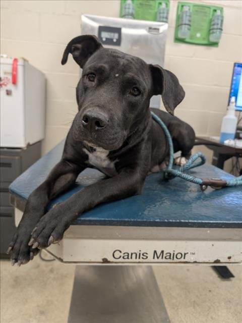 ROX - Bulldog available for adoption