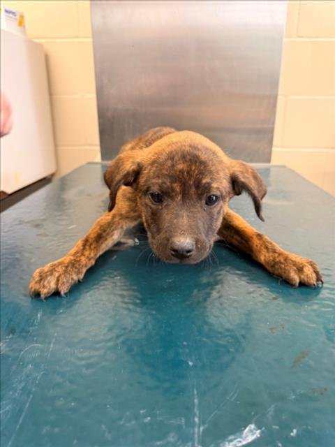 GAVIN - Black Mouth Cur available for adoption