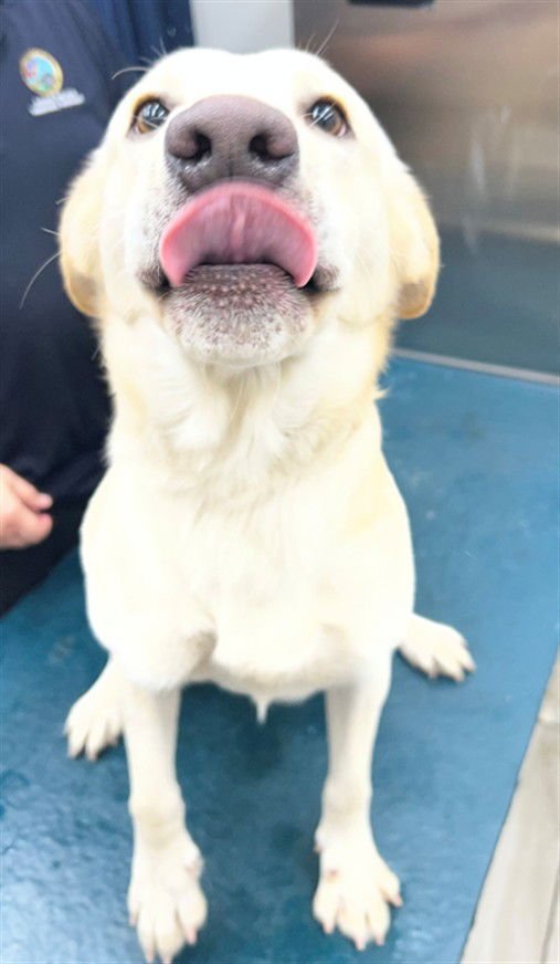 FINNICK - Labrador Retriever available for adoption