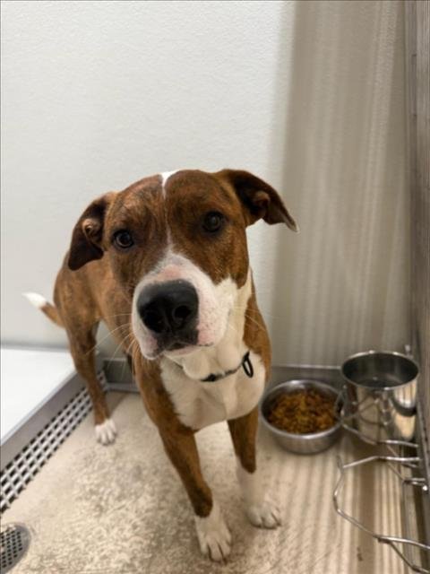 RICKY - Labrador Retriever available for adoption