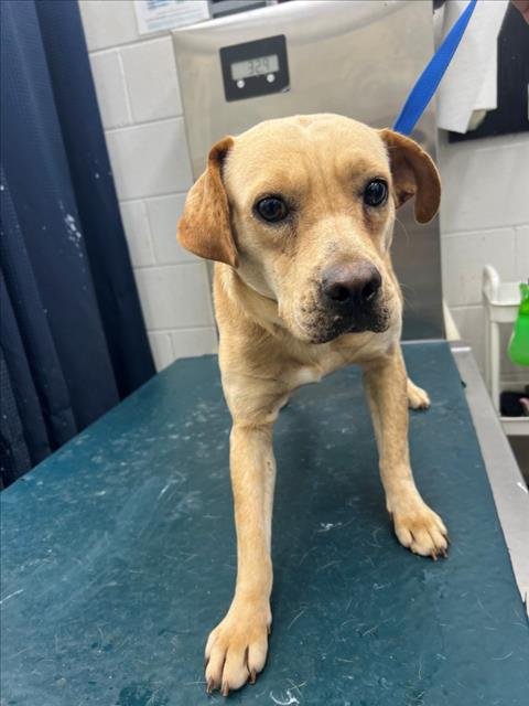 ESTHER - Labrador Retriever available for adoption