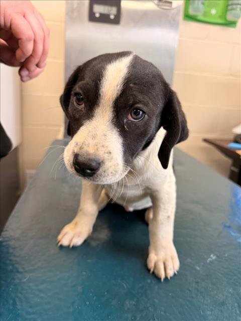 GWEN - English Pointer available for adoption