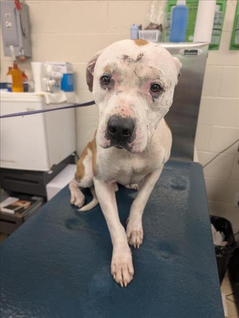 GOKU - Bulldog available for adoption