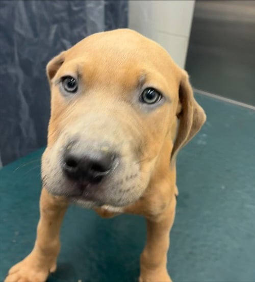 ODIN - Mastiff available for adoption