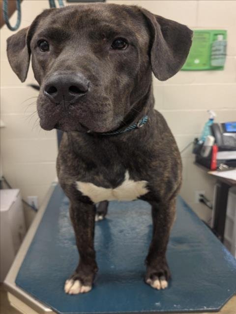 ANDY - Hound available for adoption