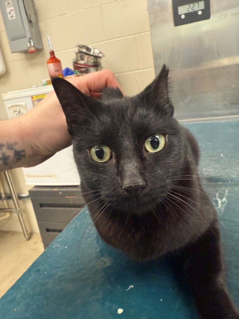 MAMA CAT - Domestic Short Hair available for adoption