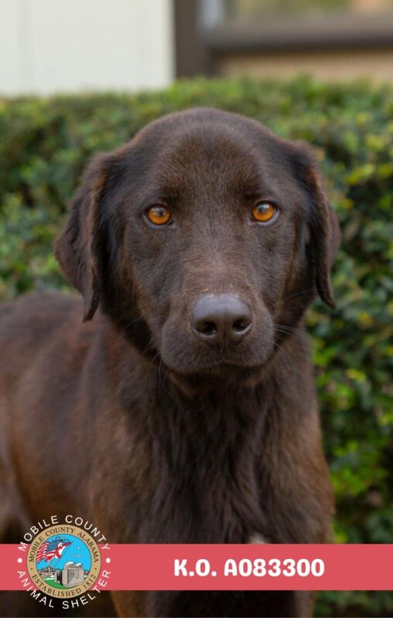 K.O. - Labrador Retriever available for adoption