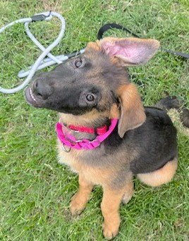 REMI - German Shepherd Dog for adoption in Kansas City