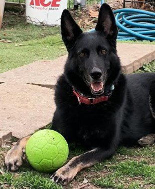 SAMBRA - German Shepherd Dog for adoption in Kansas City
