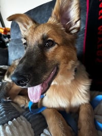 Abe - Photo 4